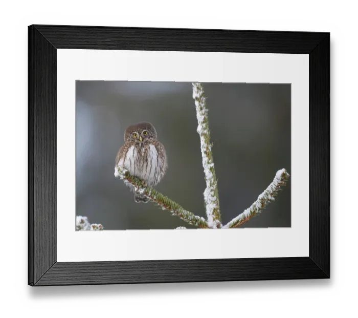 Framed Print : Eurasian Pygmy Owl (Glaucidium passerinum)