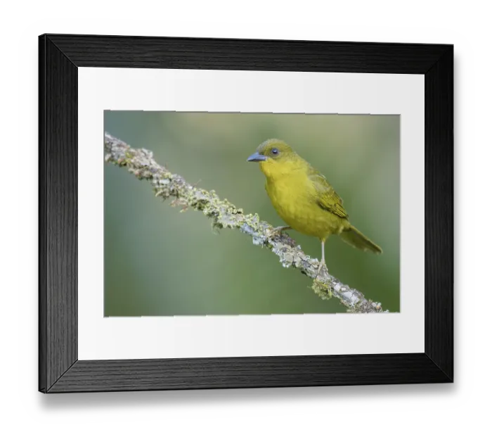Framed Print : Olive-green Tanager (Orthogonys chloricterus) perched on a branch in the Atlantic Rainforest of Brazil