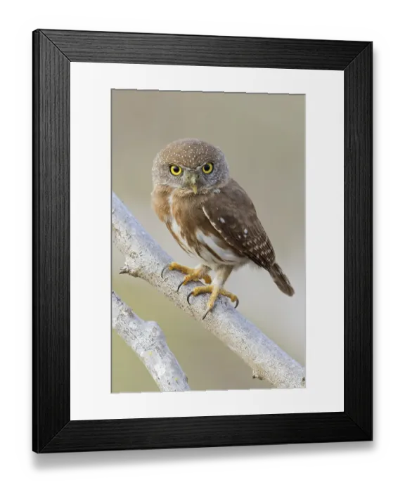 Framed Print : Colima Pygmy Owl (Glaucidium palmarum) perched on a branch in Oaxaca Framed Print : Colima Pygmy Owl (Glaucidium palmarum) perched on a branch in Oaxaca