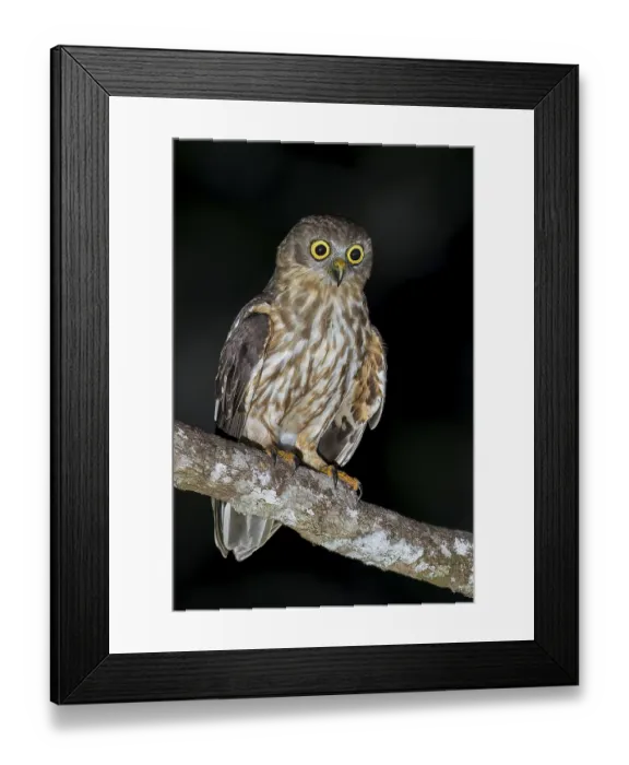 Framed Print : Barking Owl (Ninox connivens) perched on a branch in Papua New Guinea Framed Print : Barking Owl (Ninox connivens) perched on a branch in Papua New Guinea
