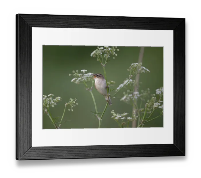 Framed Print : Sedge Warbler (Acrocephalus schoenobaenus) singing Framed Print : Sedge Warbler (Acrocephalus schoenobaenus) singing