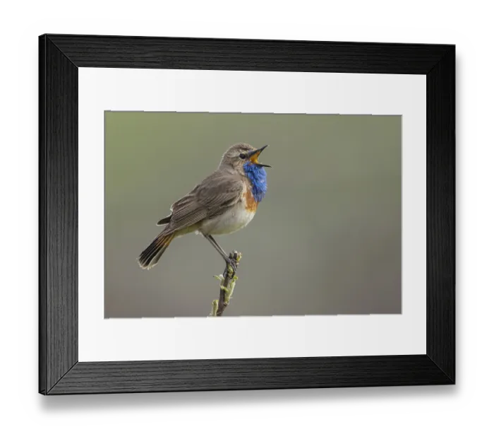 Framed Print : Bluethroat (Luscinia svecica cyanecula) male singing Framed Print : Bluethroat (Luscinia svecica cyanecula) male singing