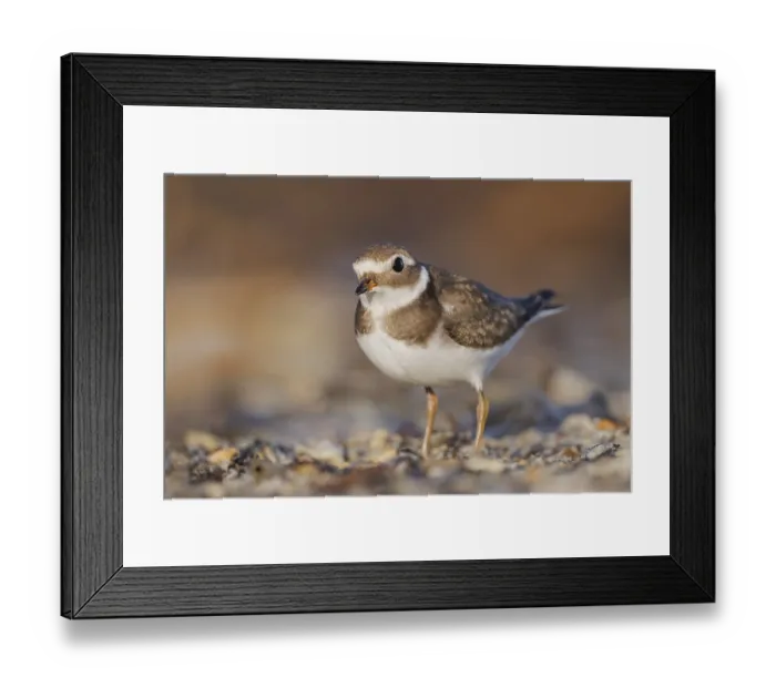 Framed Print : Sandregenpfeifer, Charadrius hiaticula Common ringed plover Framed Print : Sandregenpfeifer, Charadrius hiaticula Common ringed plover