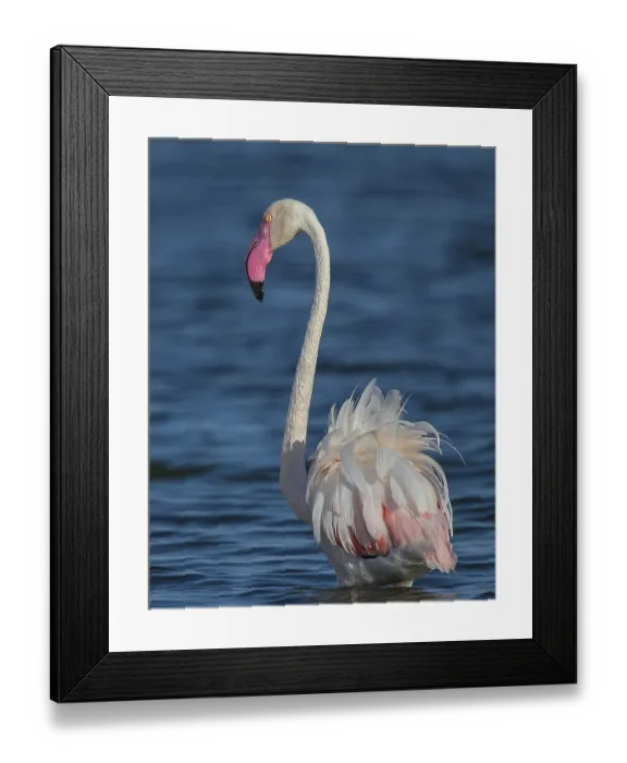 Framed Print : Greater Flamingo (Phoenicopterus roseus)