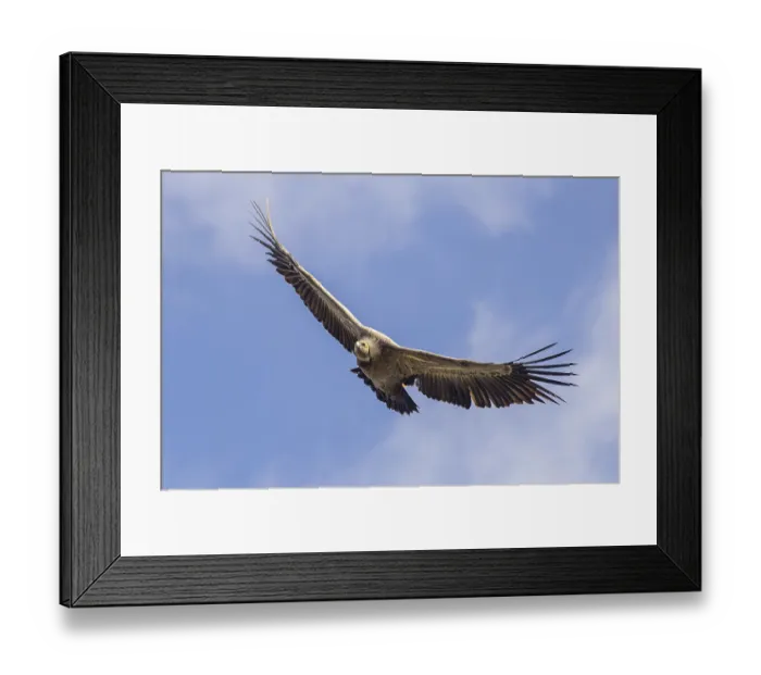 Framed Print : Griffon Vulture (Gyps fulvus) flying