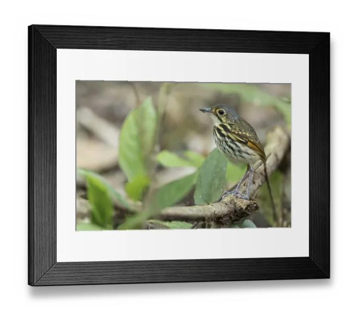 Framed Print : Streak-chested Antpitta (Hylopezus perspicillatus) perched on a branch in Panama