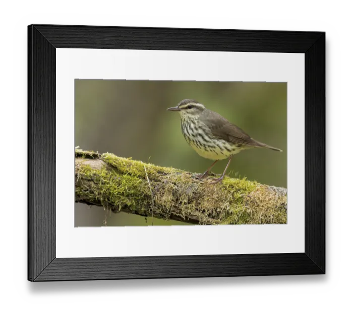 Framed Print : Northern Waterthrush (Seiurus noveboracensis) perched on a branch in Ontario