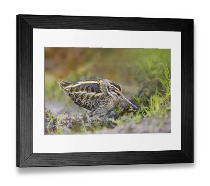 Framed Print : Zwergschnepfe, Lymnocryptes minimus Jack Snipe Framed Print : Zwergschnepfe, Lymnocryptes minimus Jack Snipe