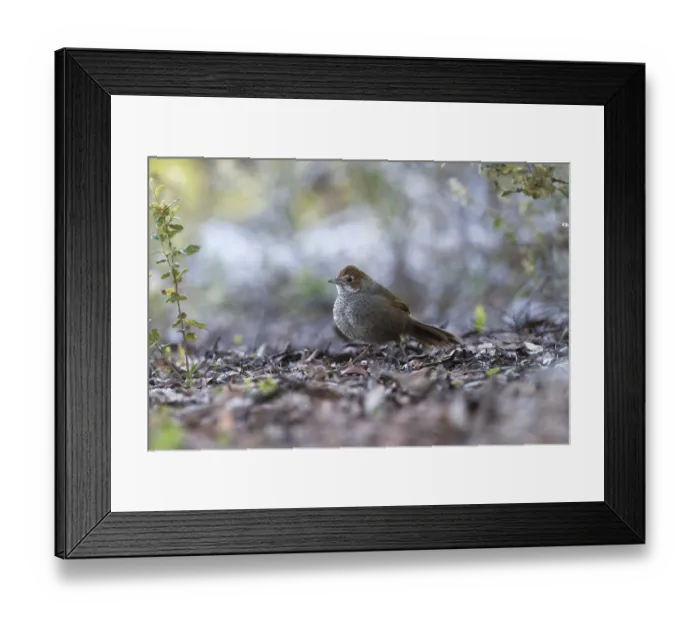 Framed Print : Rufous Bristlebird (Dasyornis broadbenti) perched on the ground