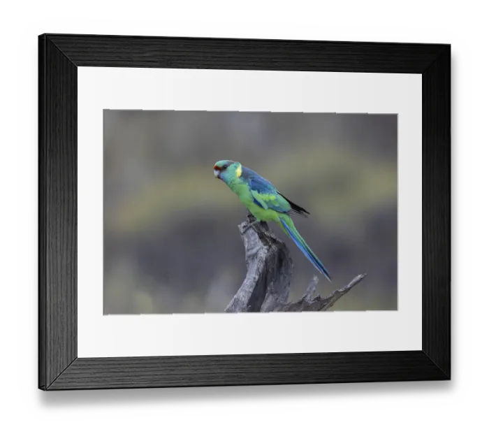 Framed Print : Mallee Ringneck (Barnardius zonarius barnardi) male perched on an old tree stump
