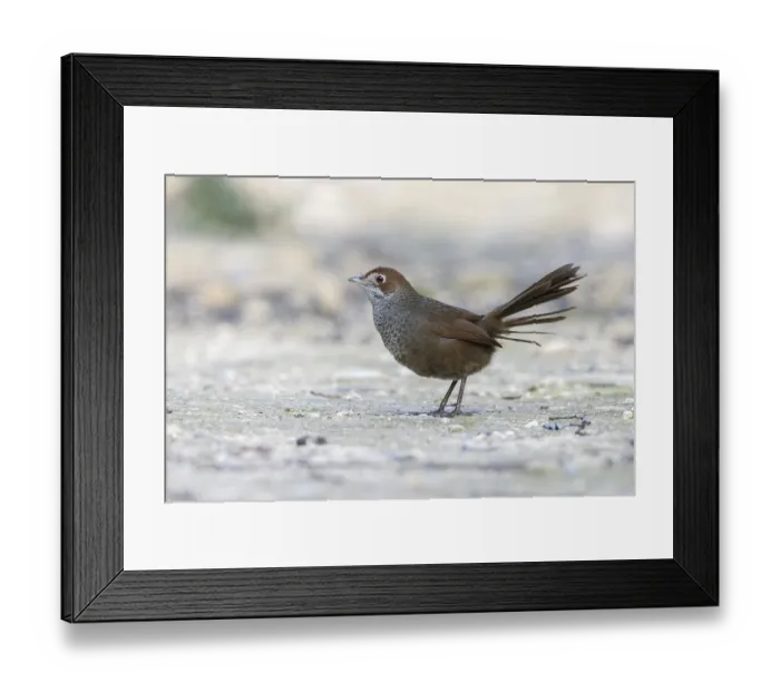 Framed Print : Rufous Bristlebird (Dasyornis broadbenti) perched on the ground