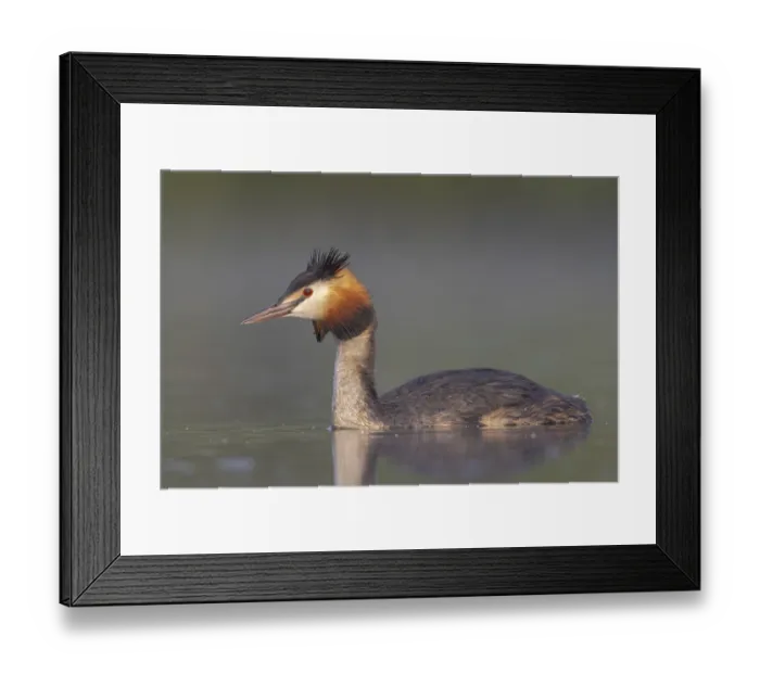 Framed Print : Great Crested Grebe (Podiceps cristatus) Framed Print : Great Crested Grebe (Podiceps cristatus)