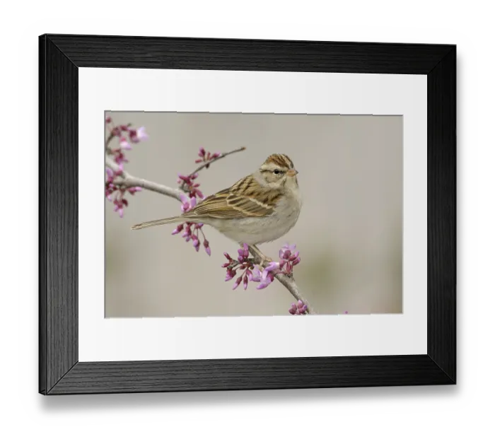 Framed Print : Chipping Sparrow (Spizella passerina) Framed Print : Chipping Sparrow (Spizella passerina)