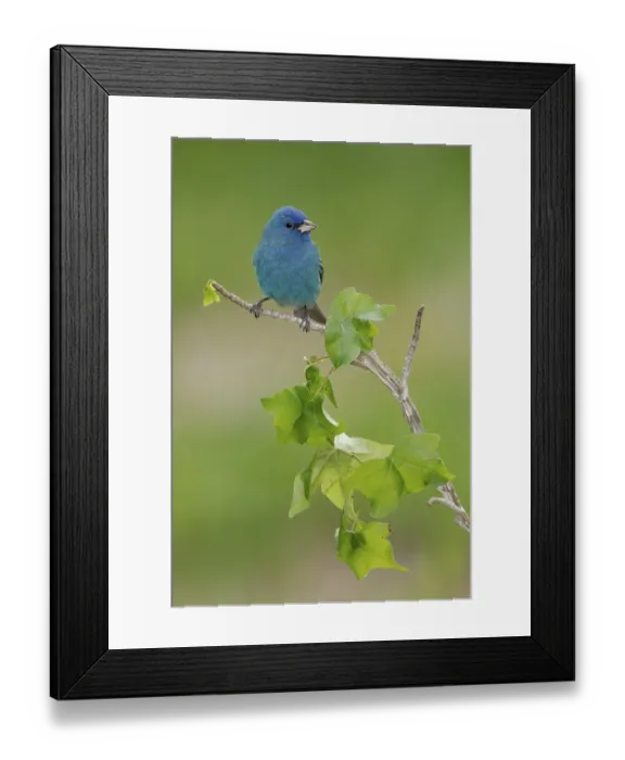 Framed Print : Indigo Bunting (Passerina cyanea) male perched on a branch