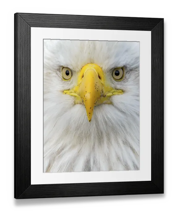 Framed Print : Bald Eagle (Haliaeetus leucocephalus)