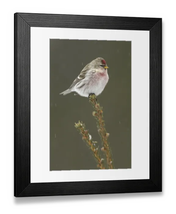 Framed Print : Common Redpoll (Acanthis flammea) Framed Print : Common Redpoll (Acanthis flammea)