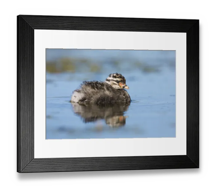 Framed Print : Hoary-headed Grebe (Poliocephalus poliocephalus) chick
