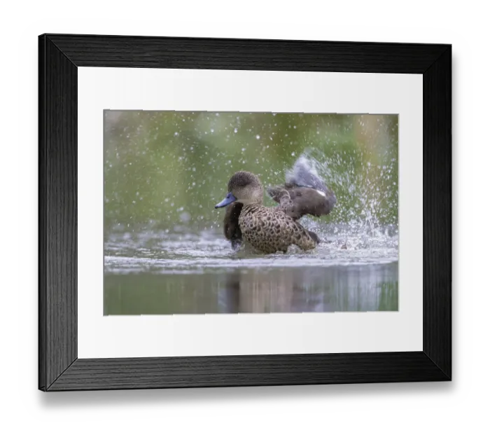 Framed Print : Grey Teal (Anas gracilis) bathing Framed Print : Grey Teal (Anas gracilis) bathing