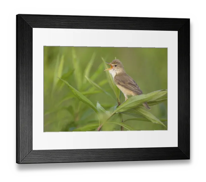 Framed Print : Marsh Warbler (Acrocephalus palustris) male singing Framed Print : Marsh Warbler (Acrocephalus palustris) male singing