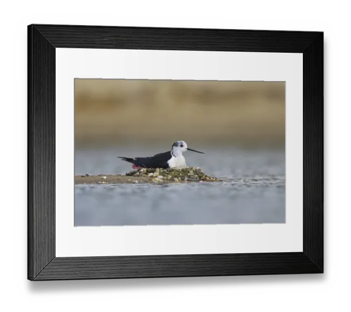 Framed Print : Black-winged Stilt (Himantopus himantopus) male on nest