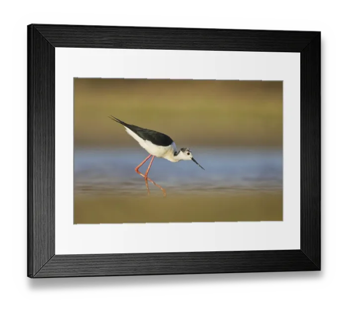 Framed Print : Black-winged Stilt (Himantopus himantopus) male foraging