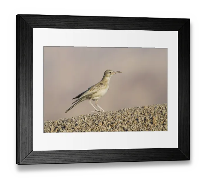 Framed Print : Greater Hoopoe-Lark (Alaemon alaudipes) juvenile perched on the ground
