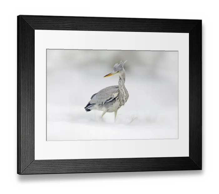 Framed Print : Grey Heron in white snow, wind during cold winter