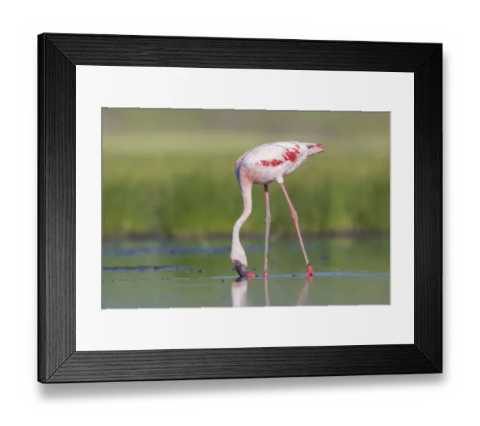 Framed Print : Lesser Flamingo (Phoeniconaias minor) Framed Print : Lesser Flamingo (Phoeniconaias minor)