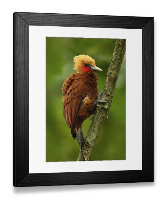 Framed Print : Beautiful brown bird form tropic mountain forest Framed Print : Beautiful brown bird form tropic mountain forest