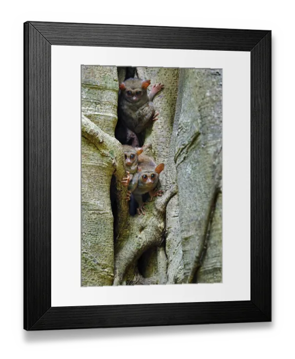 Framed Print : Tarsier family on the big tree
