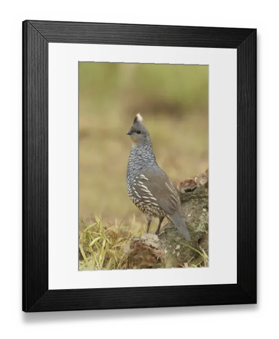 Framed Print : Scaled Quail (Callipepla squamata)