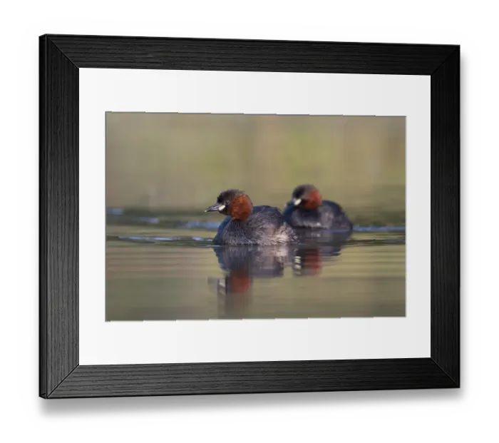 Framed Print : Little Grebe (Tachybaptus ruficollis)