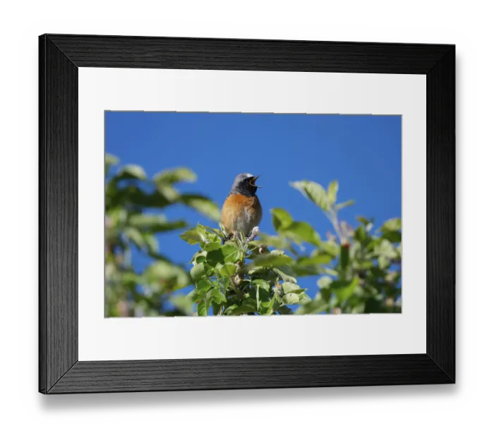 Framed Print : Common Redstart (Phoenicurus phoenicurus) male singing from a branch Framed Print : Common Redstart (Phoenicurus phoenicurus) male singing from a branch
