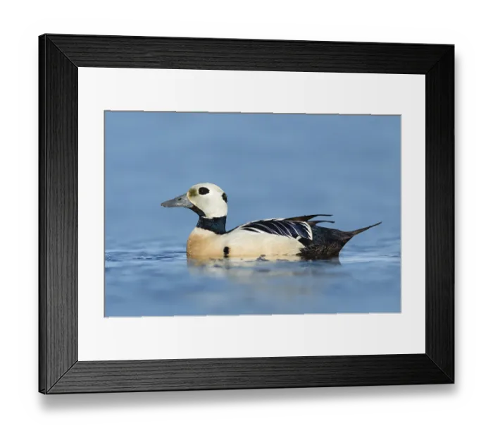Framed Print : Steller's Eider (Polysticta stelleri) male