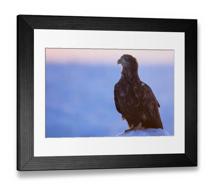 Framed Print : White-tailed Eagle (Haliaeetus albicilla) on snow