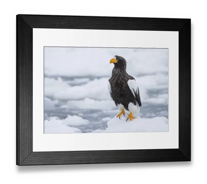 Framed Print : Steller's Sea Eagle (Haliaeetus pelagicus) on snow Framed Print : Steller's Sea Eagle (Haliaeetus pelagicus) on snow