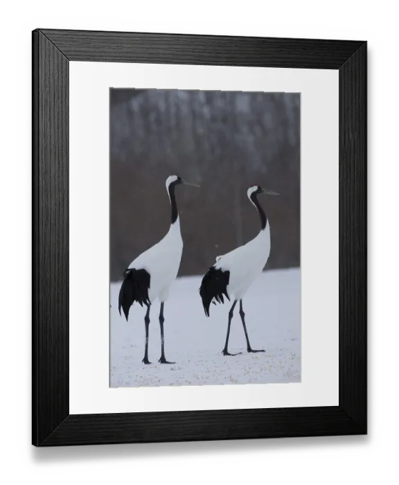 Framed Print : Red-crowned Crane (Grus japonensis)