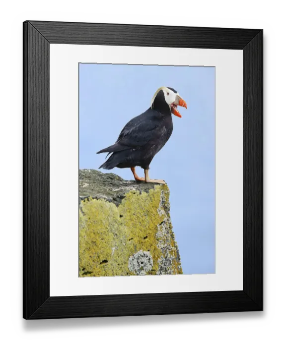 Framed Print : Tufted Puffin (Fratercula cirrhata) Framed Print : Tufted Puffin (Fratercula cirrhata)