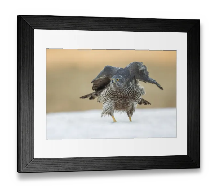 Framed Print : Northern Goshawk (Accipiter gentilis) perched on a snowy ground