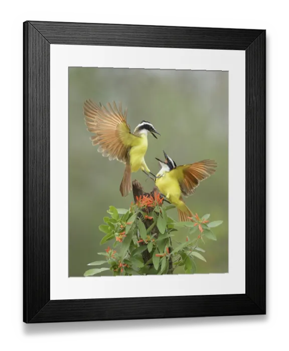 Framed Print : Great Kiskadee (Pitangus sulphuratus) quarreling Framed Print : Great Kiskadee (Pitangus sulphuratus) quarreling