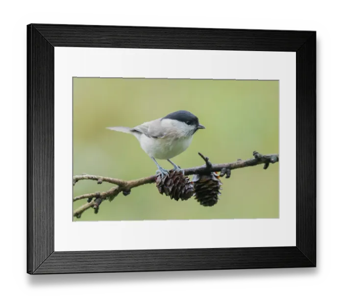 Framed Print : Marsh Tit (Poecile palustris) perched on a branch Framed Print : Marsh Tit (Poecile palustris) perched on a branch
