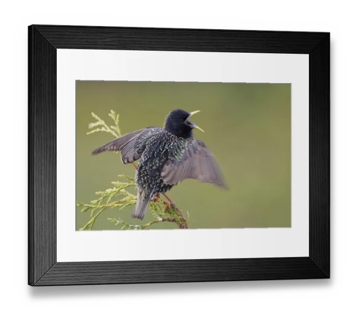 Framed Print : Common Starling (Sturnus vulgaris) singing
