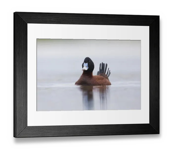 Framed Print : Blue-billed Duck (Oxyura australis) male displaying