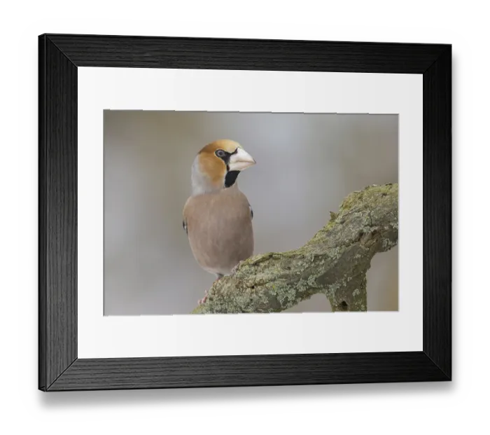 Framed Print : Hawfinch (Coccothraustes coccothraustes) male perched on a branch