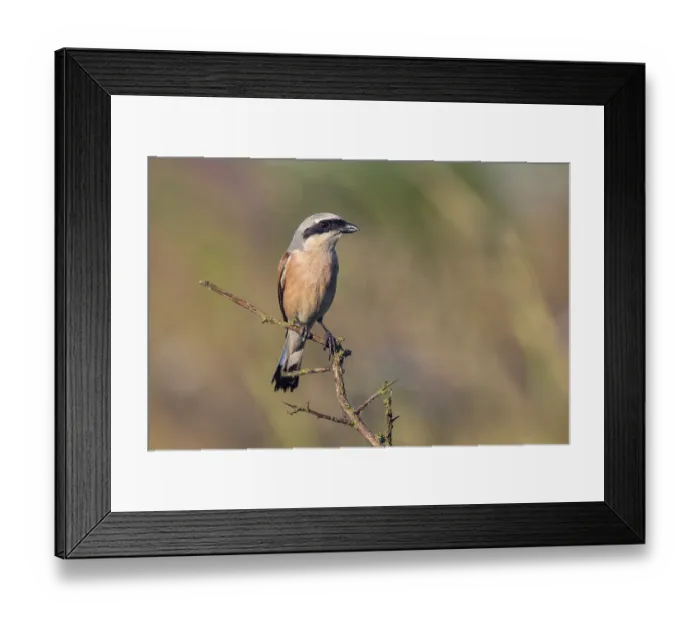 Framed Print : Red-backed Shrike (Lanius collurio) perched on a branch Framed Print : Red-backed Shrike (Lanius collurio) perched on a branch