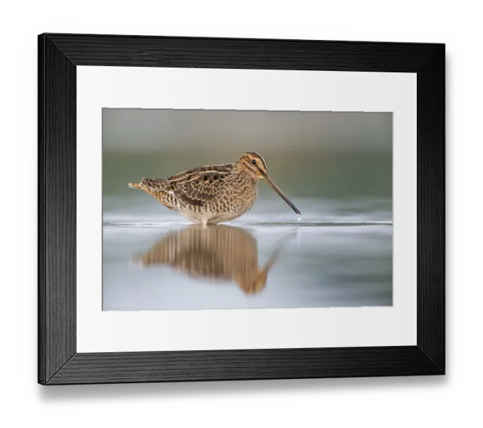 Framed Print : Common Snipe (Gallinago gallinago) foraging