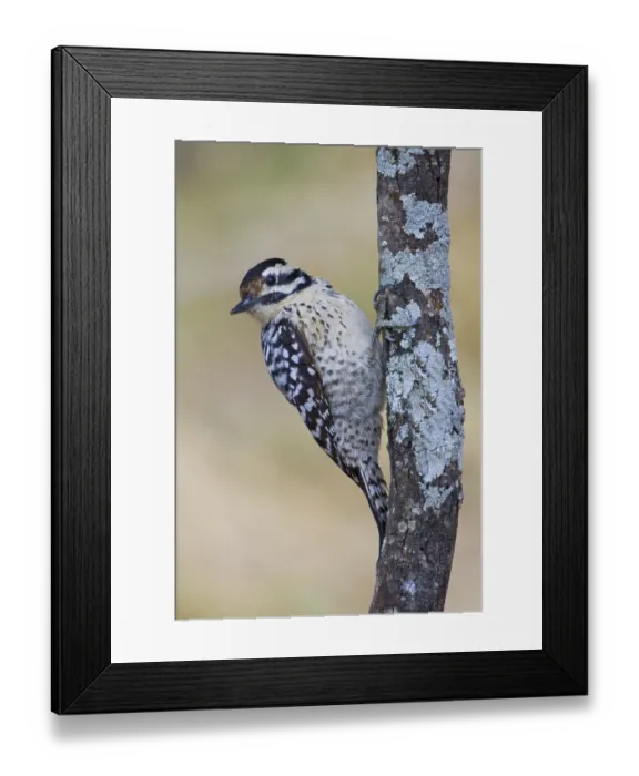 Framed Print : Ladder-backed Woodpecker (Dryobates scalaris)