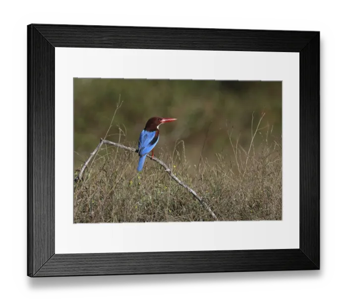 Framed Print : White-throated Kingfisher (Halcyon smyrnensis) perched on a branch Framed Print : White-throated Kingfisher (Halcyon smyrnensis) perched on a branch