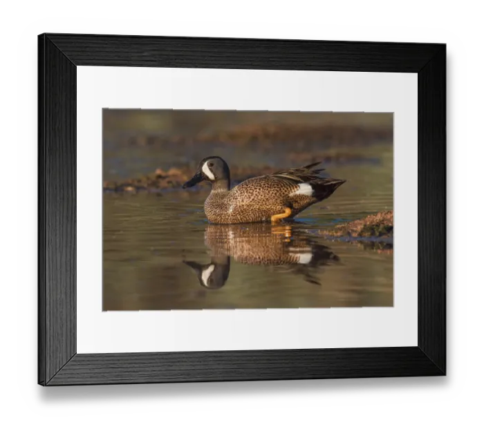 Framed Print : Blue-winged Teal (Spatula discors) male