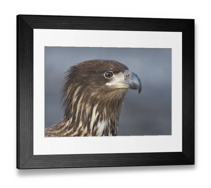 Framed Print : Bald Eagle (Haliaeetus leucocephalus) juvenile Framed Print : Bald Eagle (Haliaeetus leucocephalus) juvenile